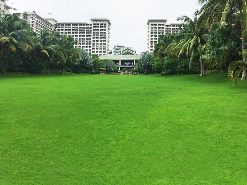 百慕大草坪在園林的應用花園