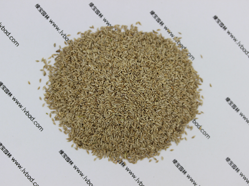 狗牙根<a href='http://www.zishuwang.com.cn/' target='_blank'>種子</a>圖片