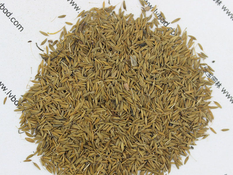 <a href='http://www.zishuwang.com.cn/caohuazhongzi/1607.html' target='_blank'>蒲公英種子</a>