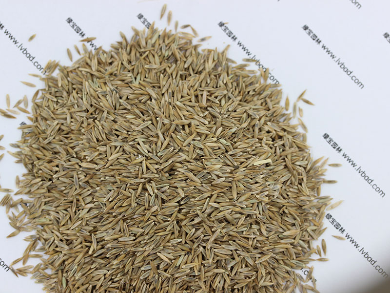 <a href='http://www.zishuwang.com.cn/caopingzhongzi/1667.html' target='_blank'>高羊茅</a><a href='http://www.zishuwang.com.cn/' target='_blank'>種子</a>