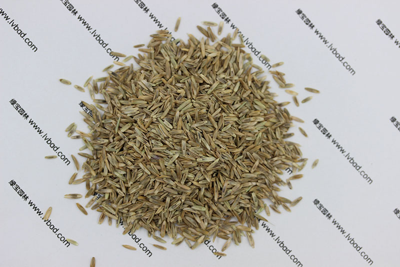 <a href='http://www.zishuwang.com.cn/caopingzhongzi/1666.html' target='_blank'>多年生黑麥草種子</a>