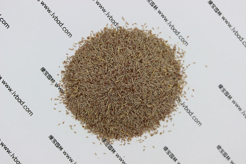 <a href='http://www.zishuwang.com.cn/caopingzhongzi/1670.html' target='_blank'>剪股穎種子</a>