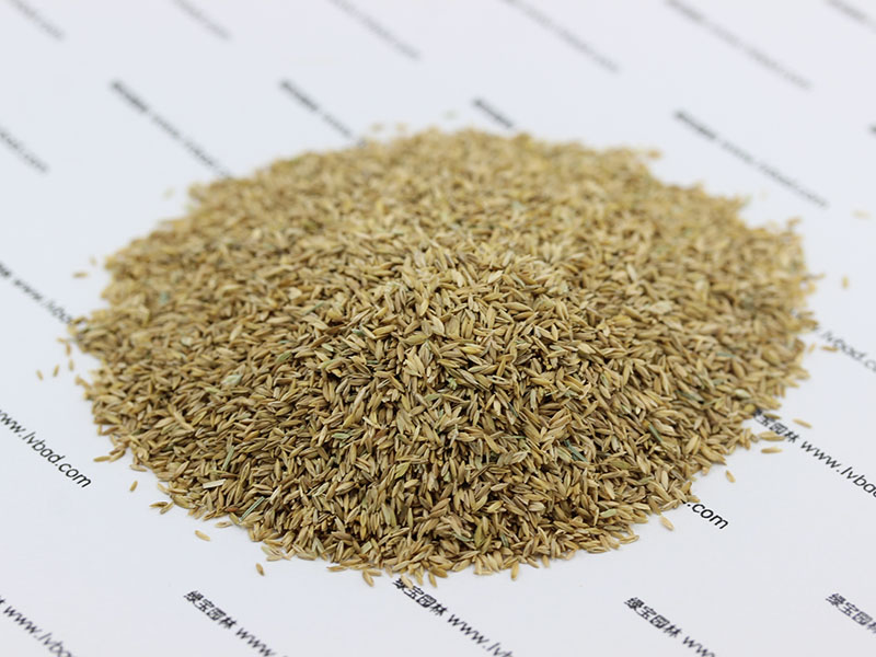 <a href='http://www.zishuwang.com.cn/caopingzhongzi/1679.html' target='_blank'>早熟禾</a><a href='http://www.zishuwang.com.cn/' target='_blank'>種子</a>
