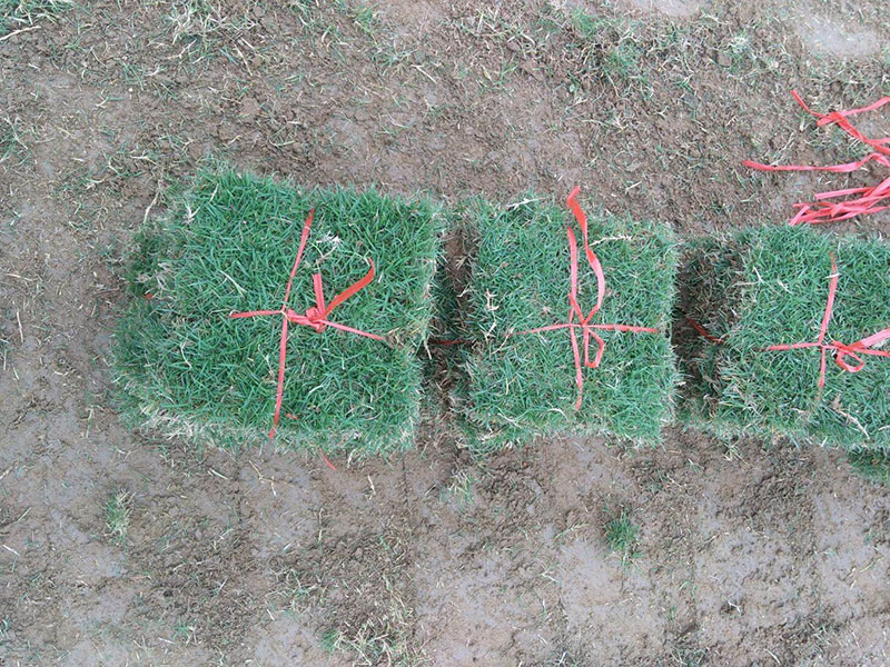 <a href='http://www.zishuwang.com.cn/caopingzhongzi/3258.html' target='_blank'>馬尼拉草坪</a>