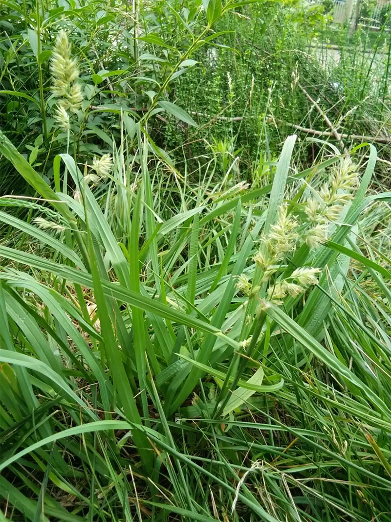 <a href='http://www.zishuwang.com.cn/mucaozhongzi/8.html' target='_blank'>鴨茅草</a>葉子和穗