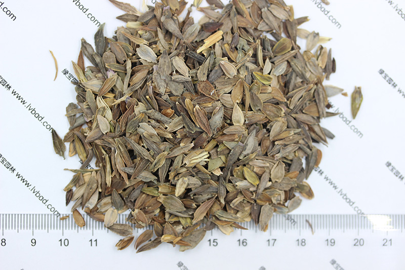 <a href='http://www.zishuwang.com.cn/caohuazhongzi/1020.html' target='_blank'>百日草種子</a>