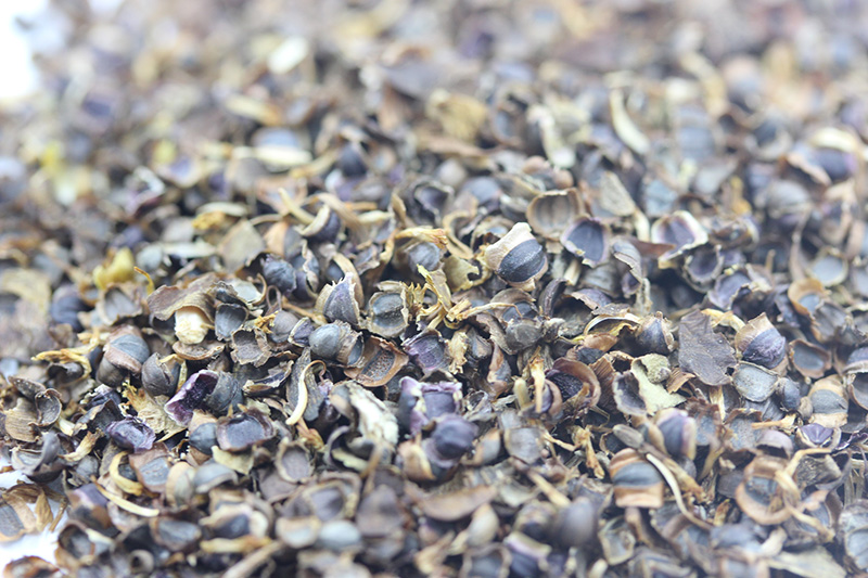 金雞菊<a href='http://www.zishuwang.com.cn/' target='_blank'>種子</a>
