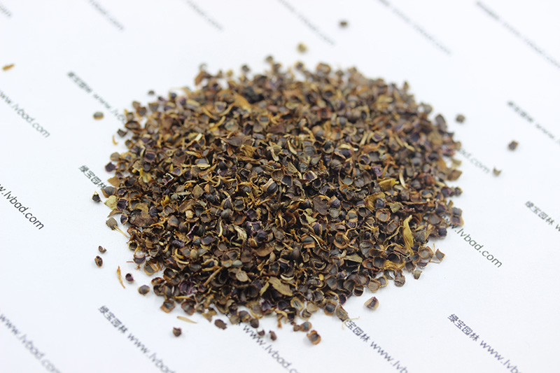 金雞菊<a href='http://www.zishuwang.com.cn/' target='_blank'>種子</a>