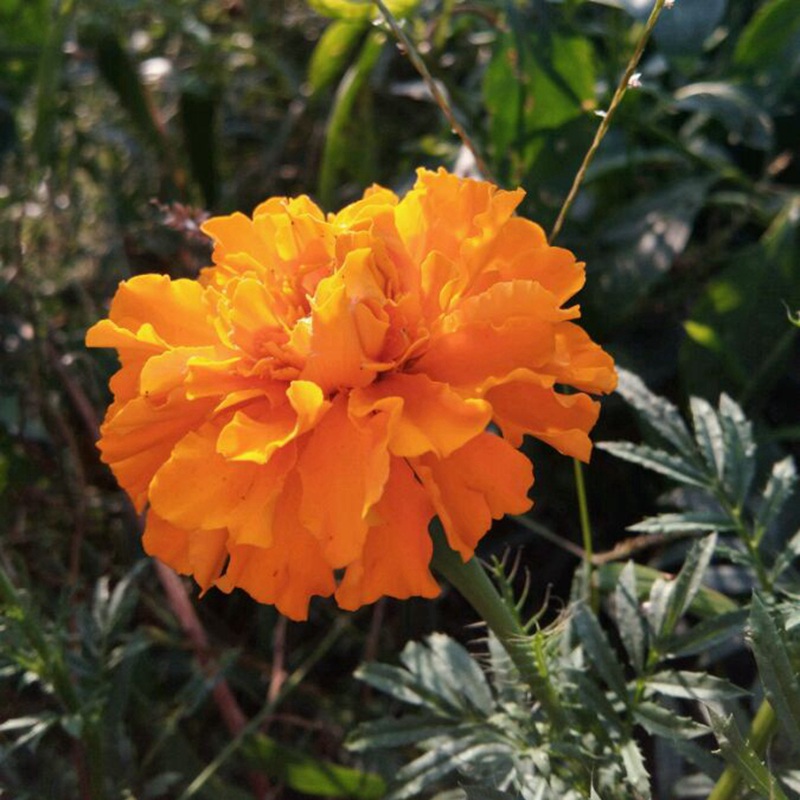 <a href='http://www.zishuwang.com.cn/caohuazhongzi/1631.html' target='_blank'>萬壽菊</a>