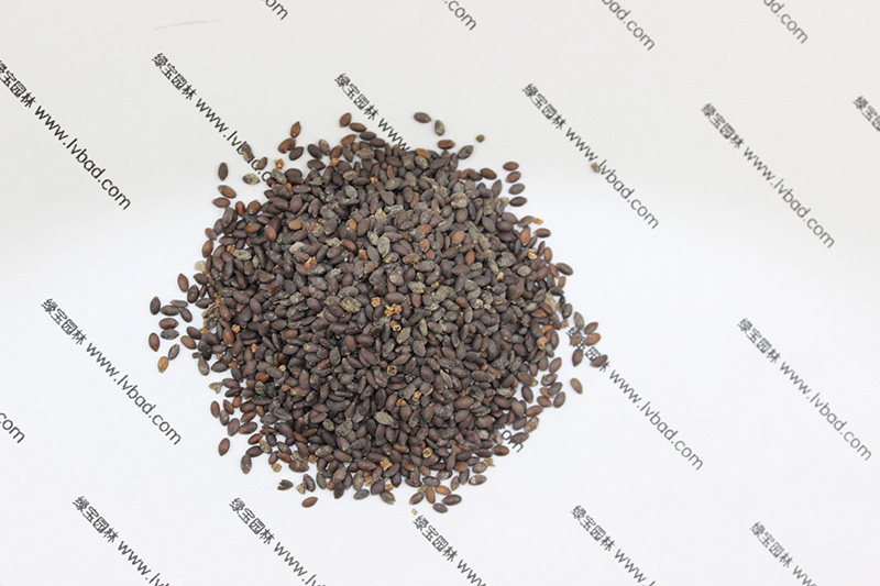 <a href='http://www.zishuwang.com.cn/caohuazhongzi/1626.html' target='_blank'>鼠尾草種子</a>
