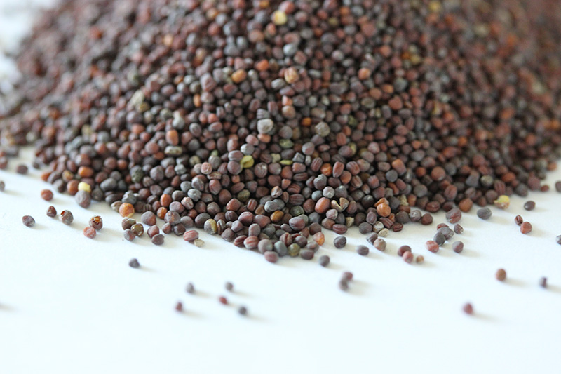 油菜<a href='http://www.zishuwang.com.cn/' target='_blank'>種子</a>