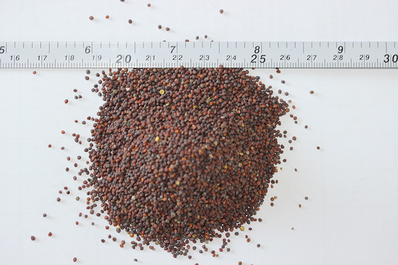 <a href='http://www.zishuwang.com.cn/caohuazhongzi/17855.html' target='_blank'>油菜種子</a>