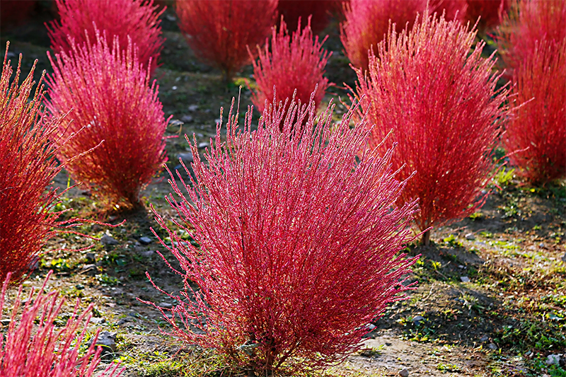 <a href='http://www.zishuwang.com.cn/caohuazhongzi/16600.html' target='_blank'>紅葉地膚</a>植株圖片