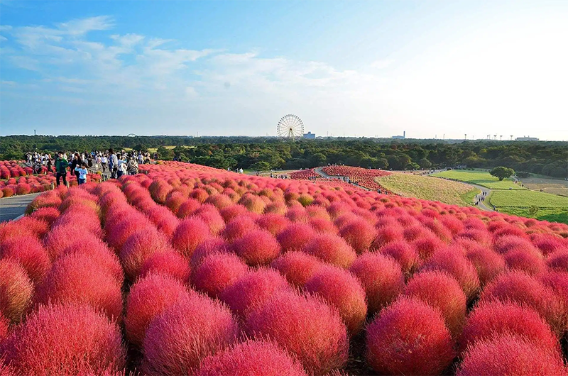 紅葉<a href='http://www.zishuwang.com.cn/caohuazhongzi/1041.html' target='_blank'>地膚</a>植株圖片