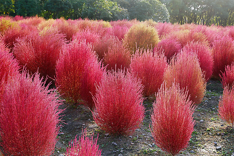 <a href='http://www.zishuwang.com.cn/caohuazhongzi/16600.html' target='_blank'>紅葉地膚</a>植株圖片