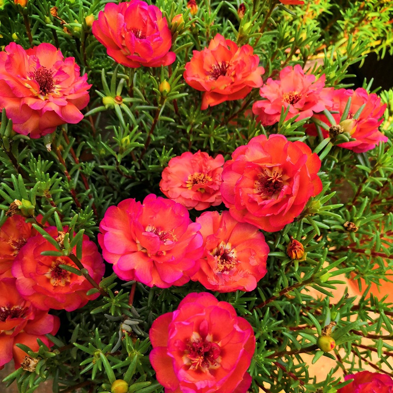 <a href='http://www.zishuwang.com.cn/caohuazhongzi/16045.html' target='_blank'>太陽(yáng)花種子</a>