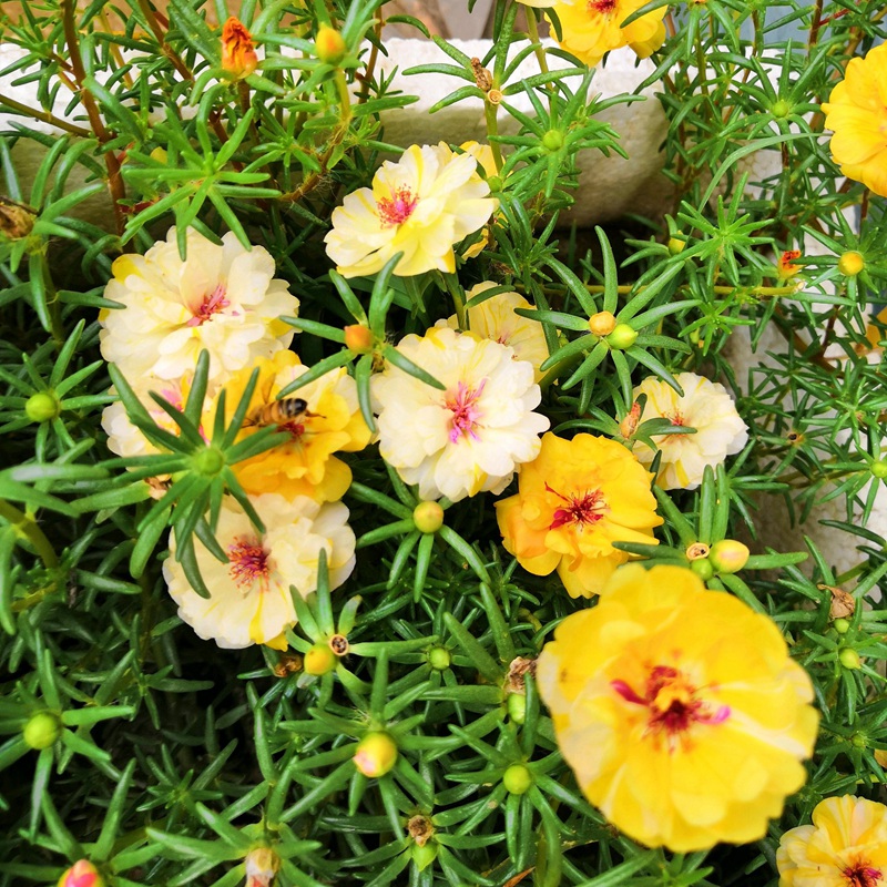 太陽(yáng)花<a href='http://www.zishuwang.com.cn/' target='_blank'>種子</a>