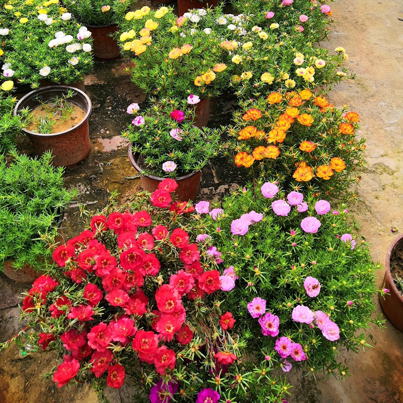 太陽(yáng)花種子