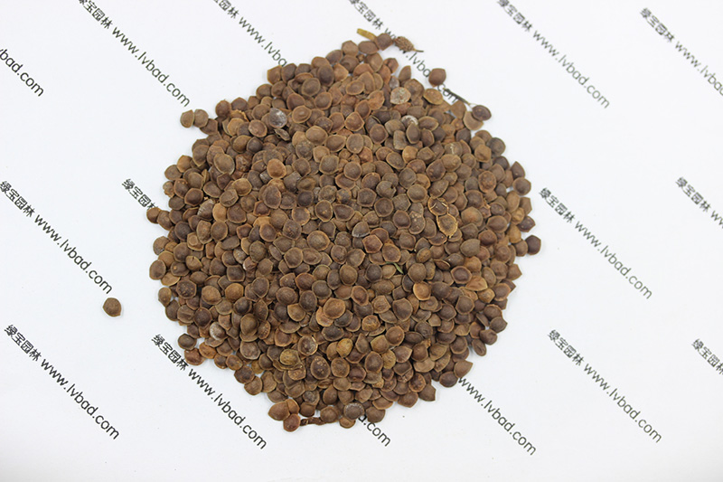<a href='http://www.zishuwang.com.cn/caohuazhongzi/1058.html' target='_blank'>含羞草</a><a href='http://www.zishuwang.com.cn/' target='_blank'>種子</a>