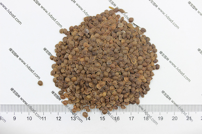 <a href='http://www.zishuwang.com.cn/caohuazhongzi/1058.html' target='_blank'>含羞草種子</a>