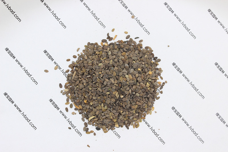 福祿考<a href='http://www.zishuwang.com.cn/' target='_blank'>種子</a>