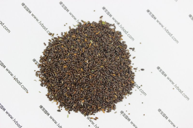 <a href='http://www.zishuwang.com.cn/caohuazhongzi/1645.html' target='_blank'>薰衣草</a><a href='http://www.zishuwang.com.cn/' target='_blank'>種子</a>