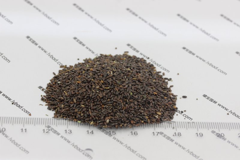 <a href='http://www.zishuwang.com.cn/caohuazhongzi/1645.html' target='_blank'>薰衣草種子</a>