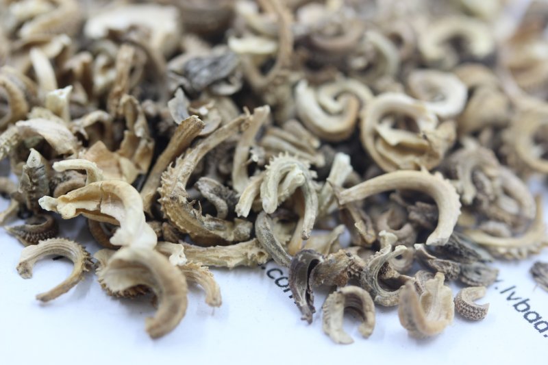<a href='http://www.zishuwang.com.cn/caohuazhongzi/1571.html' target='_blank'>金盞菊</a><a href='http://www.zishuwang.com.cn/' target='_blank'>種子</a>圖片