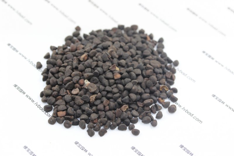 <a href='http://www.zishuwang.com.cn/caohuazhongzi/1613.html' target='_blank'>牽牛花</a><a href='http://www.zishuwang.com.cn/' target='_blank'>種子</a>