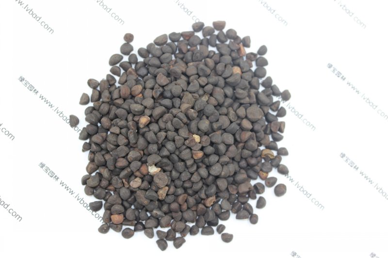 <a href='http://www.zishuwang.com.cn/caohuazhongzi/1613.html' target='_blank'>牽牛花種子</a>