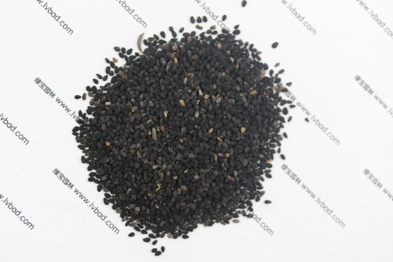<a href='http://www.zishuwang.com.cn/caohuazhongzi/1061.html' target='_blank'>黑種草種子</a>