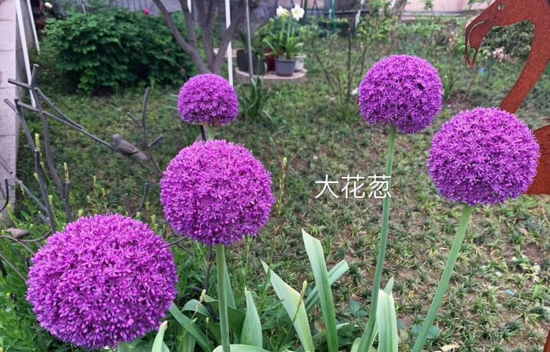 采收<a href='http://www.zishuwang.com.cn/caohuazhongzi/1035.html' target='_blank'>大花蔥種球</a>