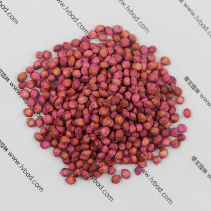 <a href='http://www.zishuwang.com.cn/mucaozhongzi/4.html' target='_blank'>高丹草</a><a href='http://www.zishuwang.com.cn/' target='_blank'>種子</a>