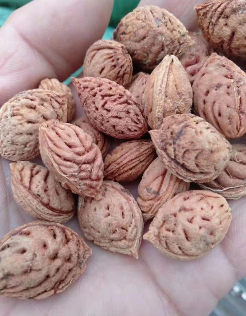 <a href='http://www.zishuwang.com.cn/guoshuzhongzi/1877.html' target='_blank'>毛桃種子</a>