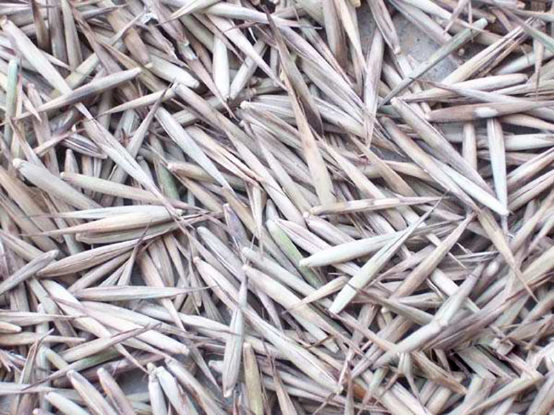 竹子<a href='http://www.zishuwang.com.cn/' target='_blank'>種子</a>