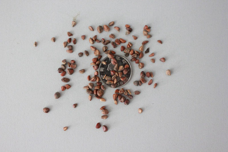 <a href='http://www.zishuwang.com.cn/linmuzhongzi/1700.html' target='_blank'>月季花種子</a>和一元硬幣對(duì)比圖片