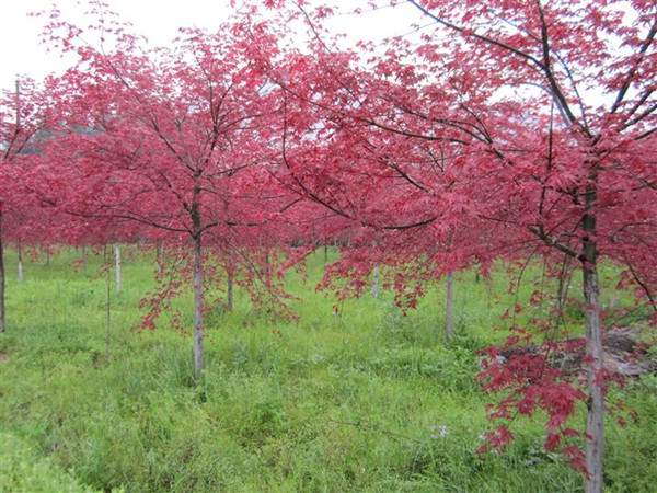 <a href='http://www.zishuwang.com.cn/linmuzhongzi/1726.html' target='_blank'>日本紅楓</a>--長景園林