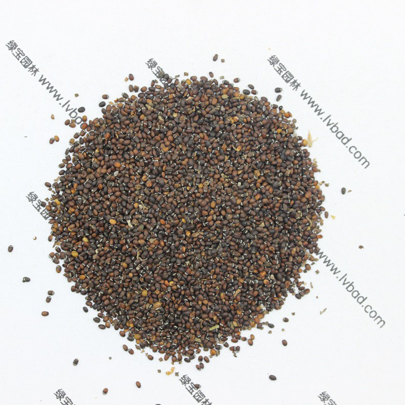 <a href='http://www.zishuwang.com.cn/caohuazhongzi/1023.html' target='_blank'>薄荷</a><a href='http://www.zishuwang.com.cn/' target='_blank'>種子</a>