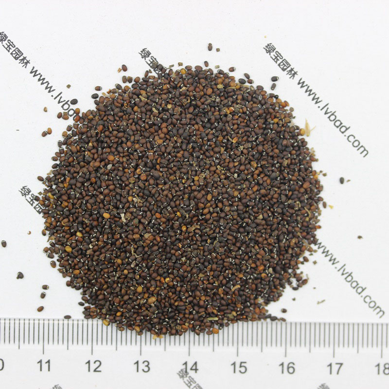 薄荷<a href='http://www.zishuwang.com.cn/' target='_blank'>種子</a>