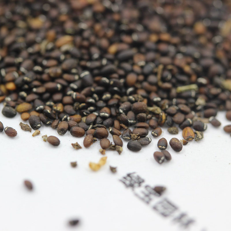 <a href='http://www.zishuwang.com.cn/caohuazhongzi/1023.html' target='_blank'>薄荷種子</a>