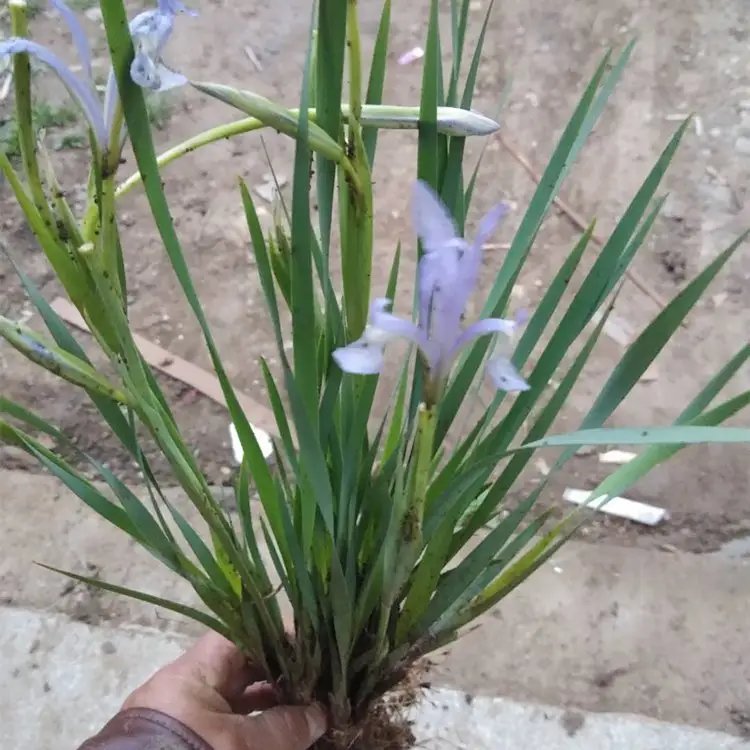 <a href='http://www.zishuwang.com.cn/caobenzhiwu/3383.html' target='_blank'>馬蘭花</a>杯苗容器苗