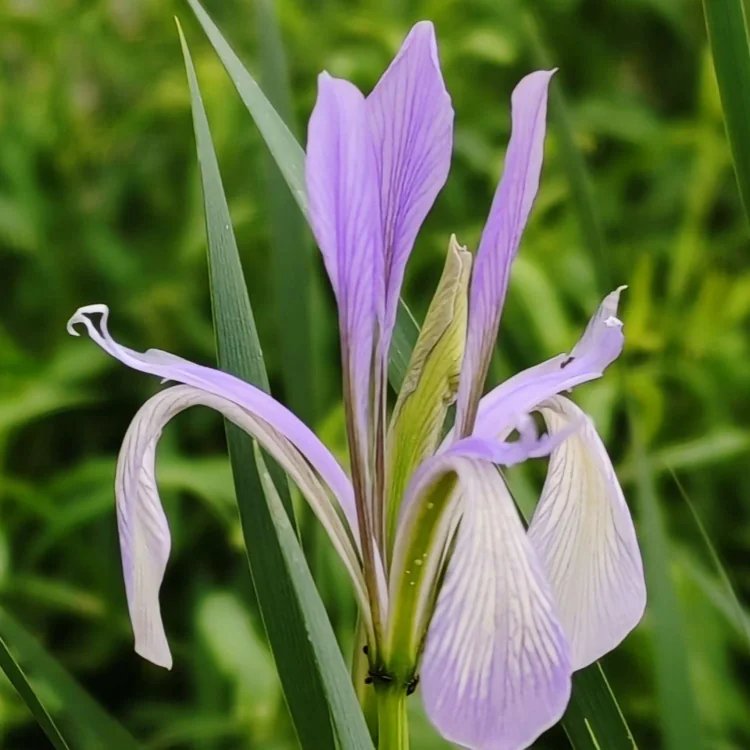<a href='http://www.zishuwang.com.cn/caobenzhiwu/3383.html' target='_blank'>馬蘭花</a>杯苗容器苗