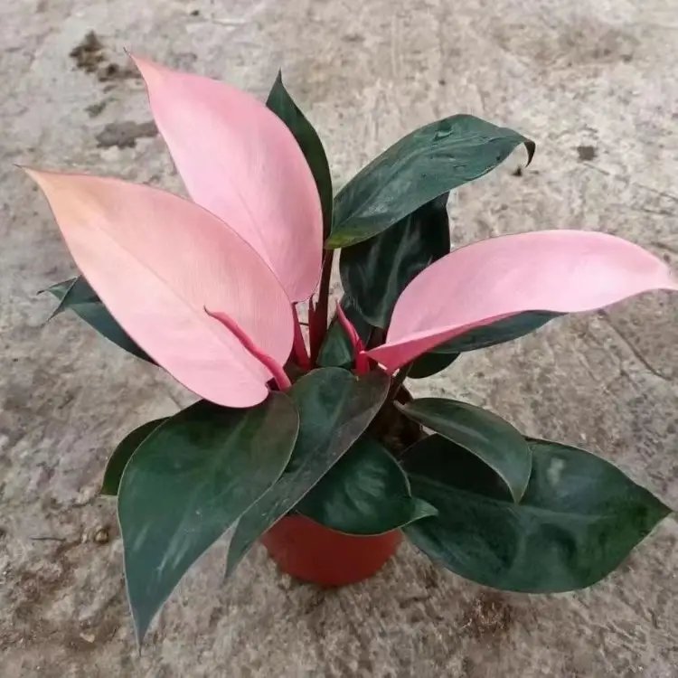 蔓<a href='http://www.zishuwang.com.cn/caohuazhongzi/1572.html' target='_blank'>錦葵</a>杯苗容器苗