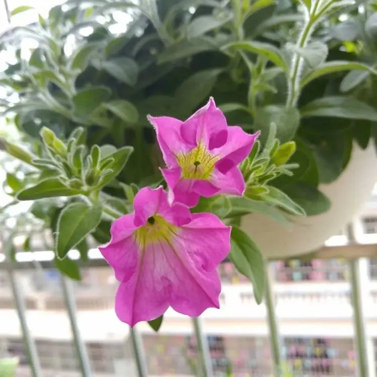 玫紅牽?；ū缛萜髅?/></p><p style=