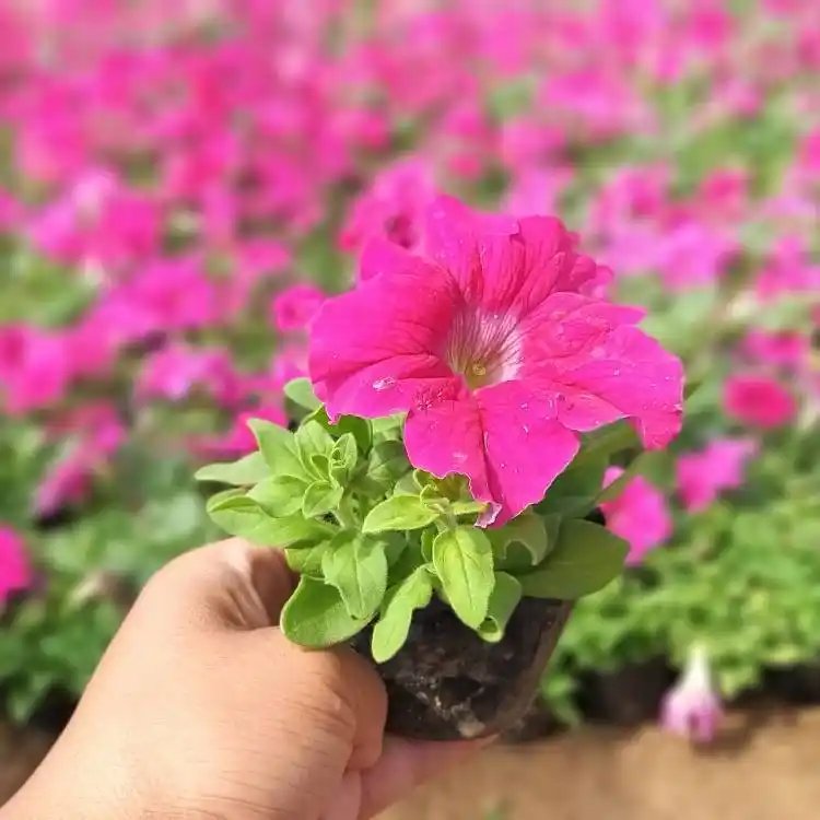 玫紅<a href='http://www.zishuwang.com.cn/caohuazhongzi/1613.html' target='_blank'>牽牛花</a>杯苗容器苗