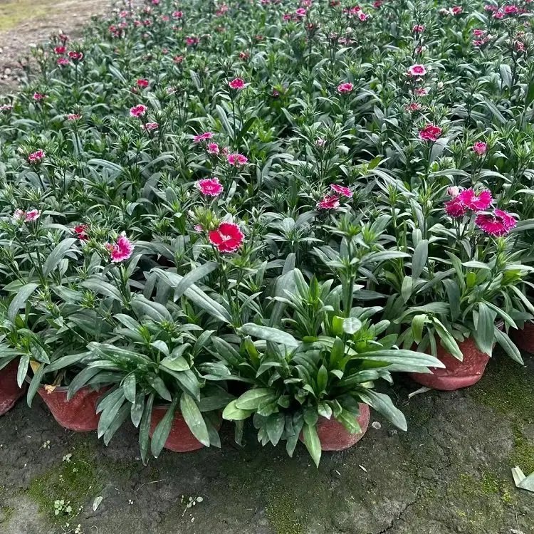 美國<a href='http://www.zishuwang.com.cn/caohuazhongzi/97045.html' target='_blank'>石竹</a>杯苗容器苗