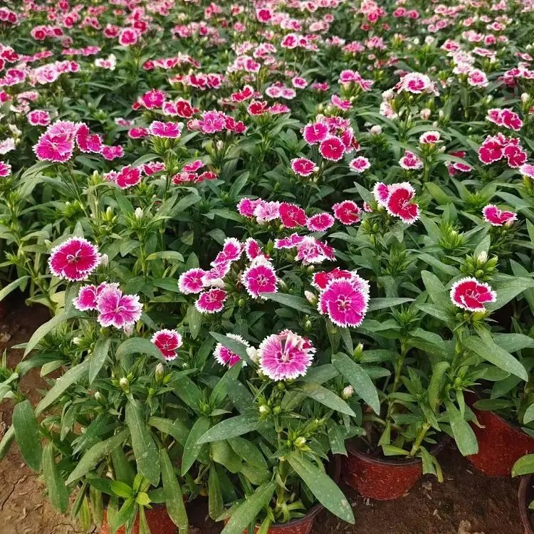 <a href='http://www.zishuwang.com.cn/caohuazhongzi/1598.html' target='_blank'>美國石竹</a>杯苗容器苗