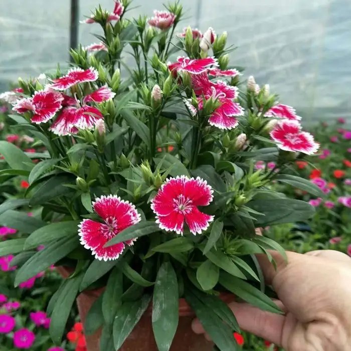 美國<a href='http://www.zishuwang.com.cn/caohuazhongzi/97045.html' target='_blank'>石竹</a>杯苗容器苗