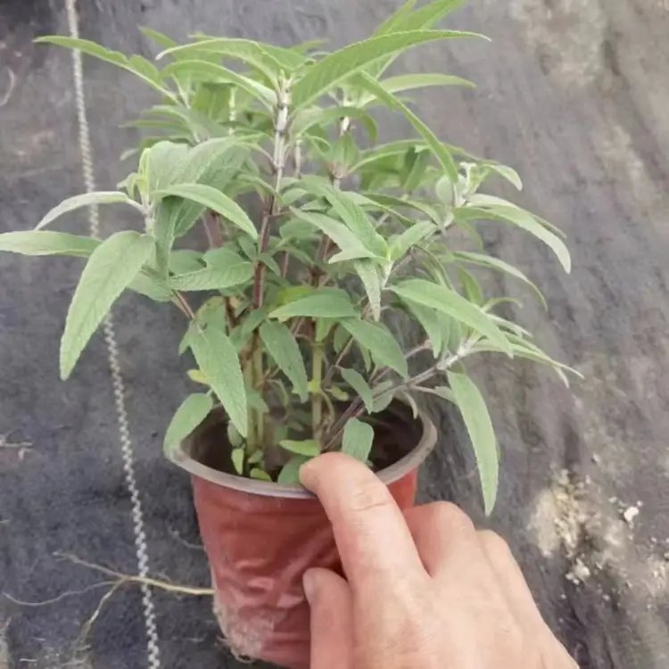 墨西哥<a href='http://www.zishuwang.com.cn/caohuazhongzi/1626.html' target='_blank'>鼠尾草</a>杯苗容器苗