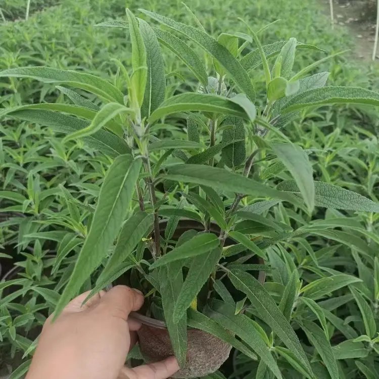墨西哥<a href='http://www.zishuwang.com.cn/caohuazhongzi/1626.html' target='_blank'>鼠尾草</a>杯苗容器苗